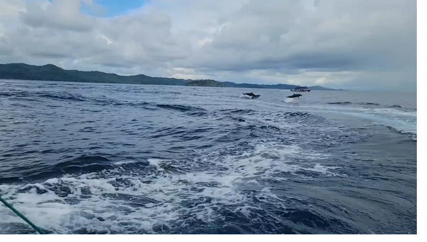 Wild dolphins swimming beside a boat in the Gulf of Chiriquí, Panama