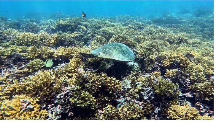 Tropical fish over the reef in Coiba National Park
