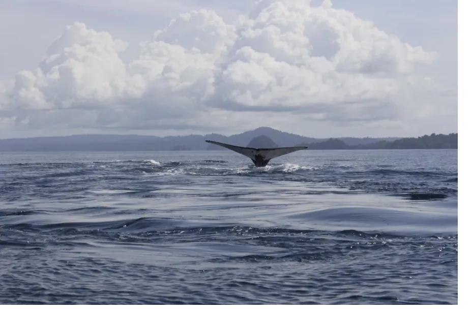Humpback whale fluke off Coiba National Park, Panama