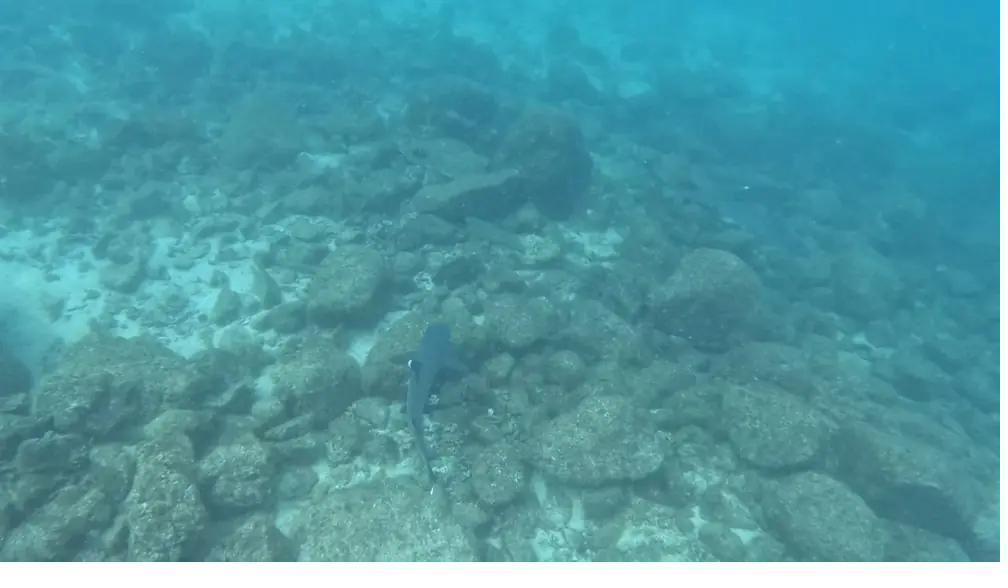 A whitetip reef shark on the bottom