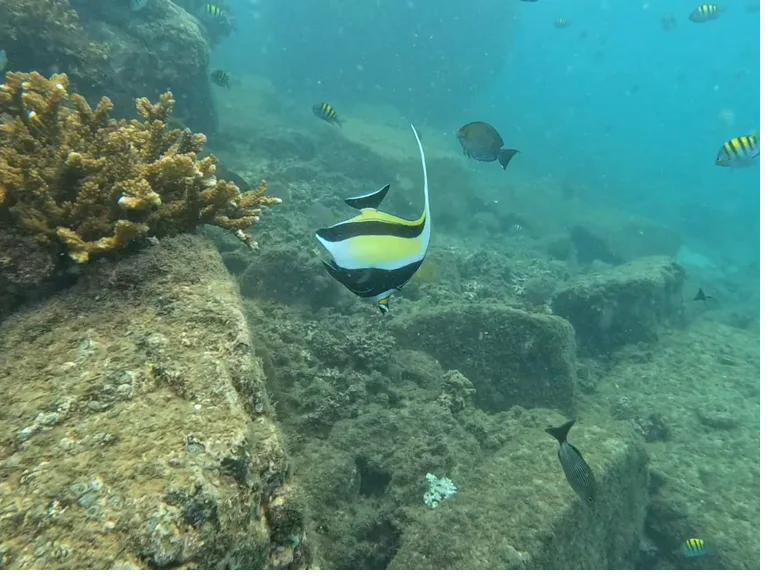 A Moorish idol over the reef in Coiba, Panama
