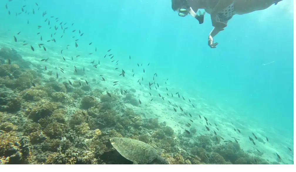 Snorkeler over the reef beside a sea turtle, Coiba