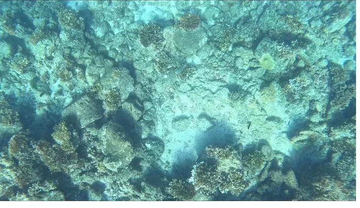 A healthy coral reef in Coiba National Park, Panama, the kind of habitat where white-tip reef sharks patrol