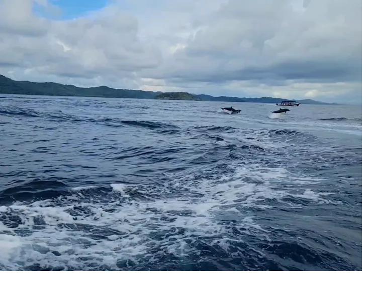 Wild dolphins leaping next to the boat in Coiba National Park, Panama