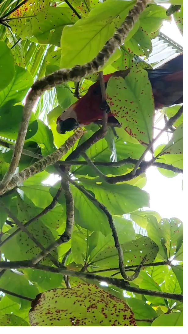 A scarlet macaw, one of Panama's iconic rainforest birds