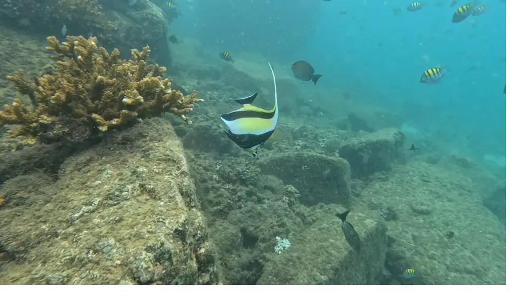 Moorish idol and reef fish over the coral
