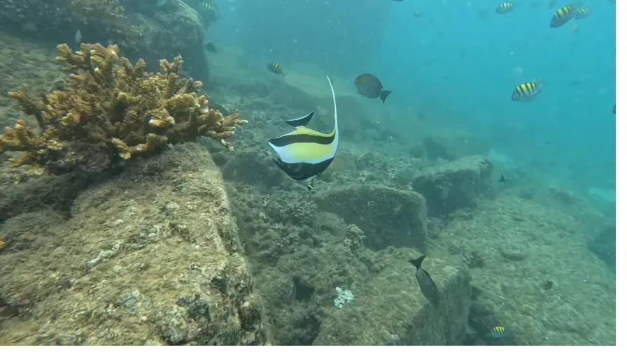 Colourful reef fish in the clear water of Coiba National Park