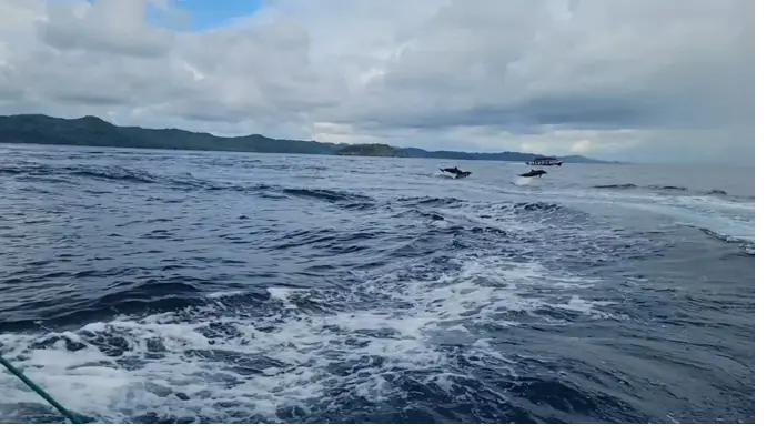 Wild dolphins leaping beside the boat off Coiba on a calm crossing