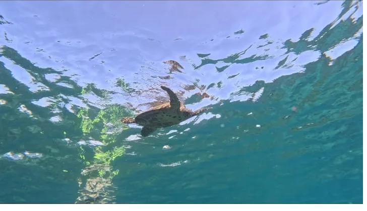 A sea turtle swimming up toward the sunlit surface in the clear water of Coiba, Panama
