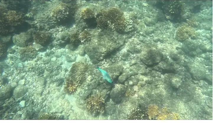 Shallow coral reef just off Santa Catalina