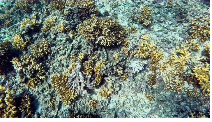 Coral reef snorkeling near Santa Catalina, Panama