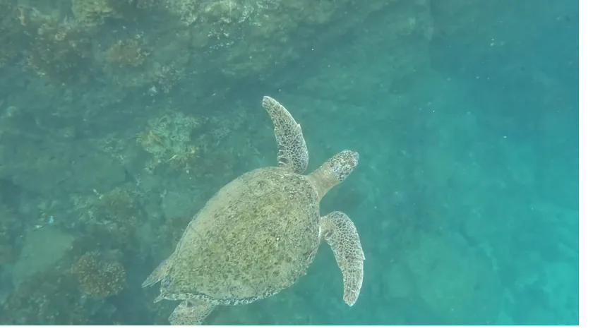 A green sea turtle grazing on a shallow reef in Coiba National Park