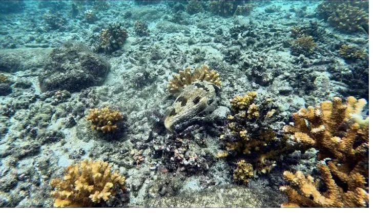 What to pack for Coiba