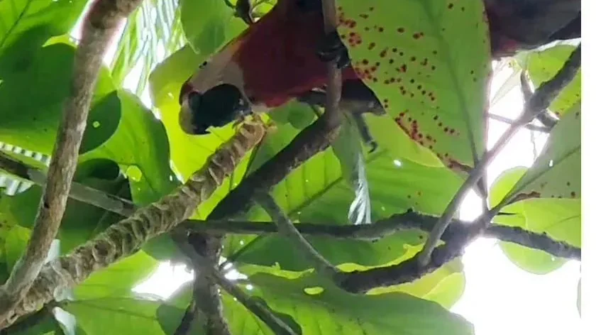 A scarlet macaw, one of Panama's most iconic rainforest birds