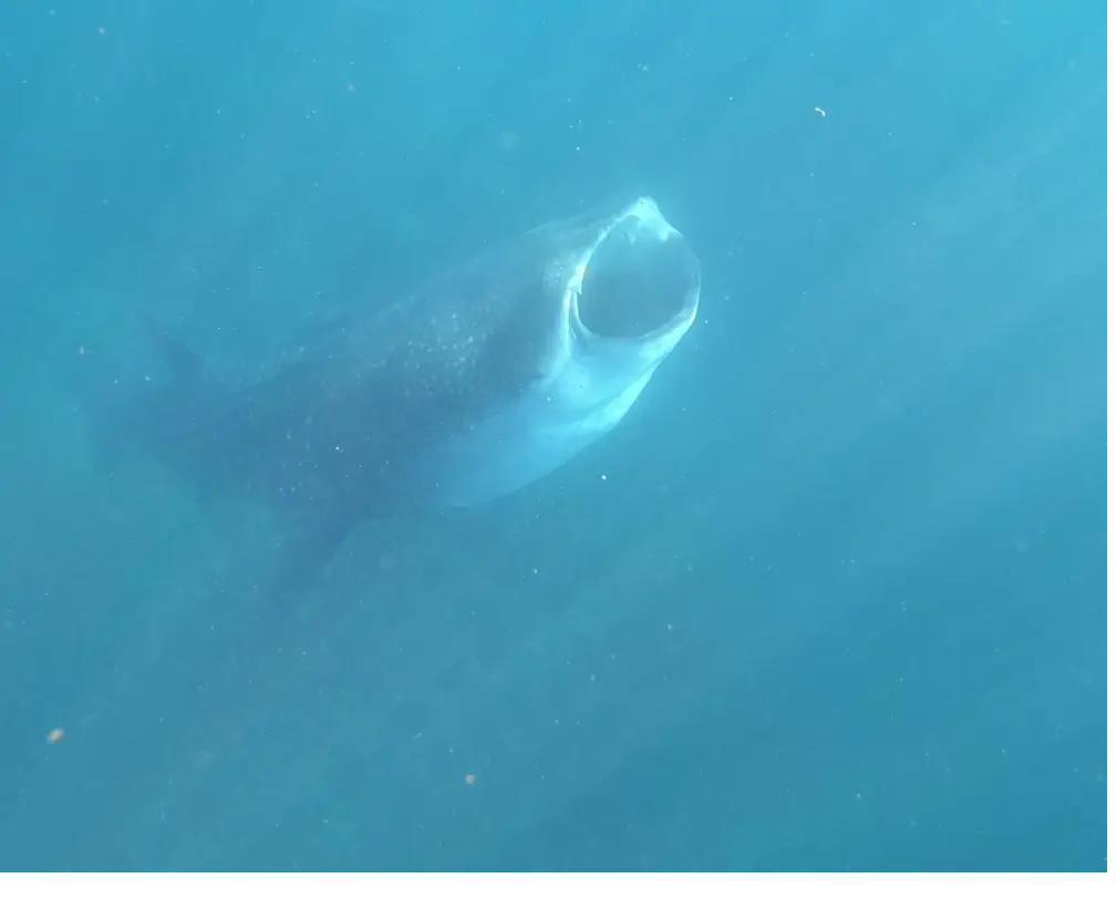 A whale shark cruising past in Coiba National Park