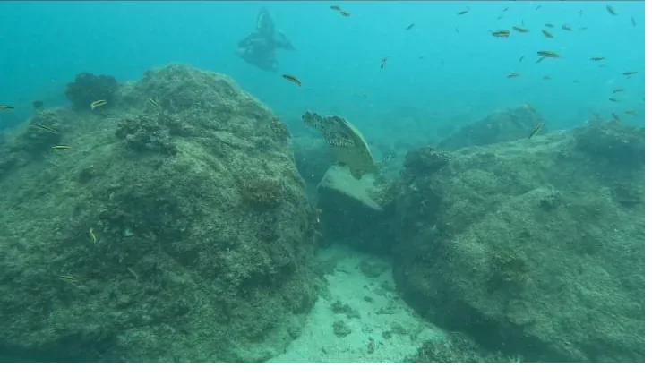 Snorkeler swimming with a sea turtle over rocks in the clear water of Coiba, Panama