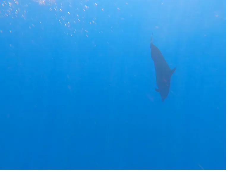 A dolphin in the blue water of Coiba National Park, Panama