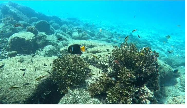 A colourful anemonefish and reef fish among the coral while snorkeling in Coiba National Park, Panama