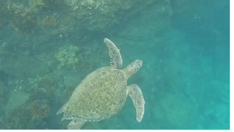 A green sea turtle on the reef — a common sight while snorkeling Coiba