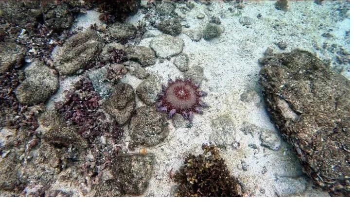 A crown-of-thorns starfish on the sandy bottom