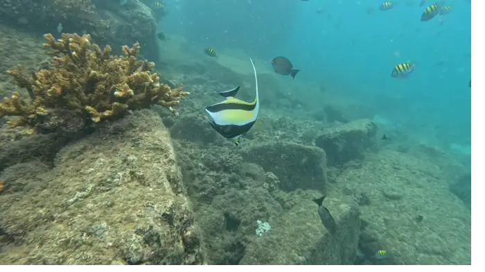 Colourful reef fish in Coiba National Park, near Santa Catalina