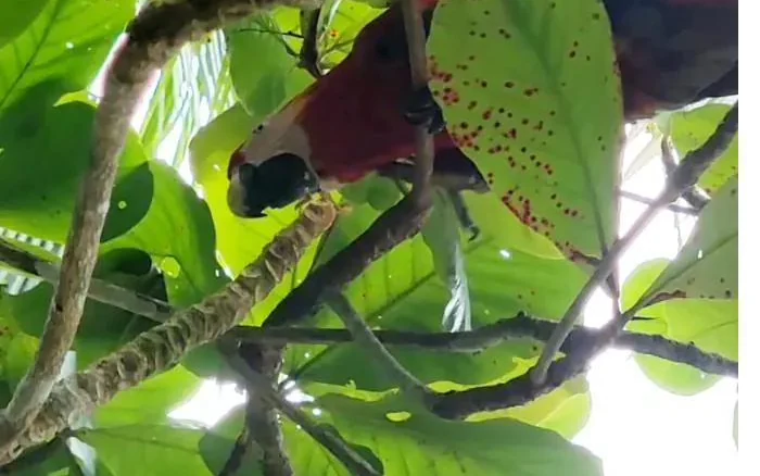 A scarlet macaw in the rainforest canopy of Coiba National Park, Panama
