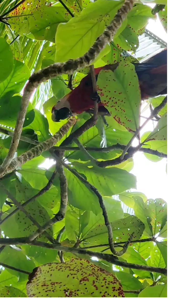 A scarlet macaw in the rainforest canopy of Coiba National Park, Panama