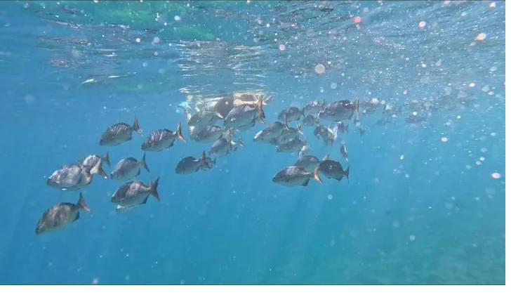 A school of fish lit by sun rays just below the surface in the waters around Isla Ranchería