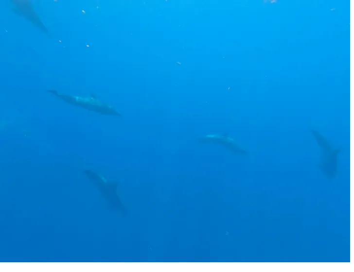 Pod of dolphins swimming underwater in Coiba, Panama
