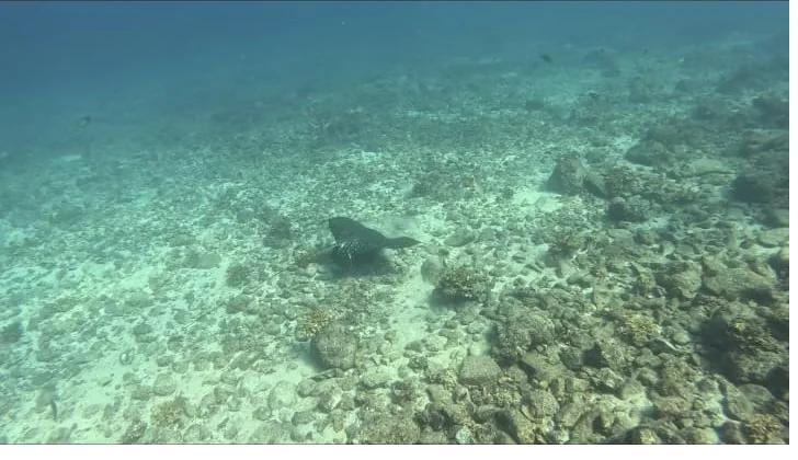 A reef fish resting on the seabed among rocks and coral in Coiba National Park, Panama