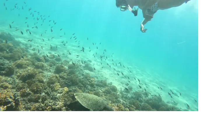 A snorkeler floating at the surface above a sea turtle in Coiba, Panama