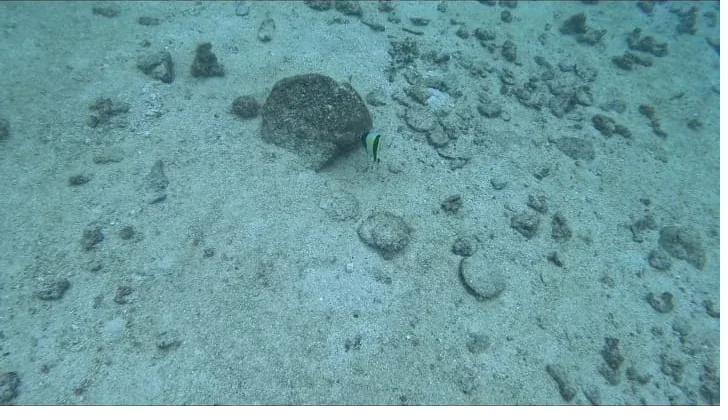 Tropical fish over a sandy seabed in clear Pacific water, Panama