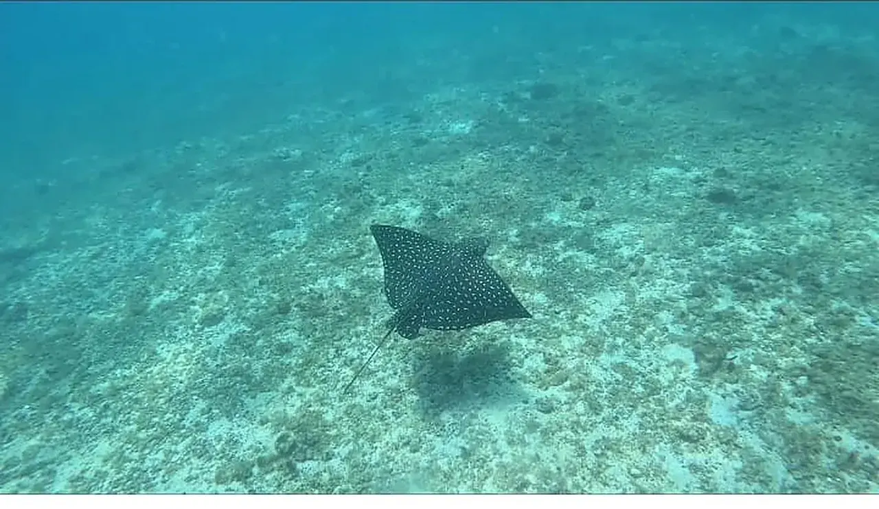 A spotted eagle ray gliding over the sandy reef in Coiba National Park, Panama