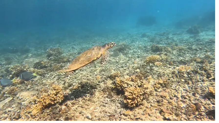 A hawksbill turtle gliding over the reef in Coiba National Park