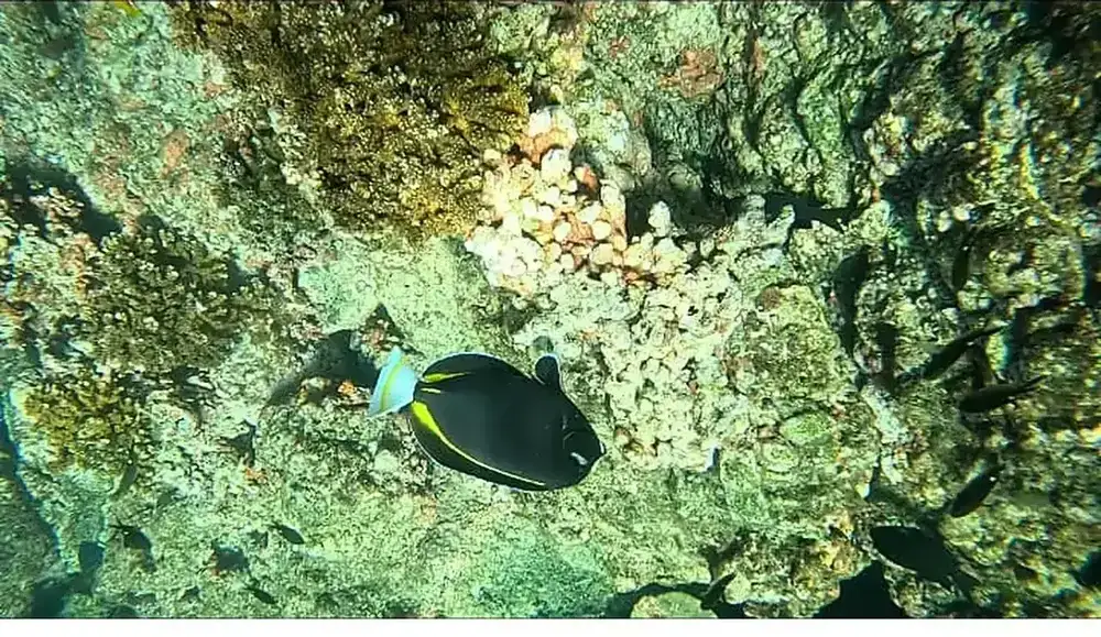 A whitecheek surgeonfish with yellow fin accents swims along a reef wall in Coiba