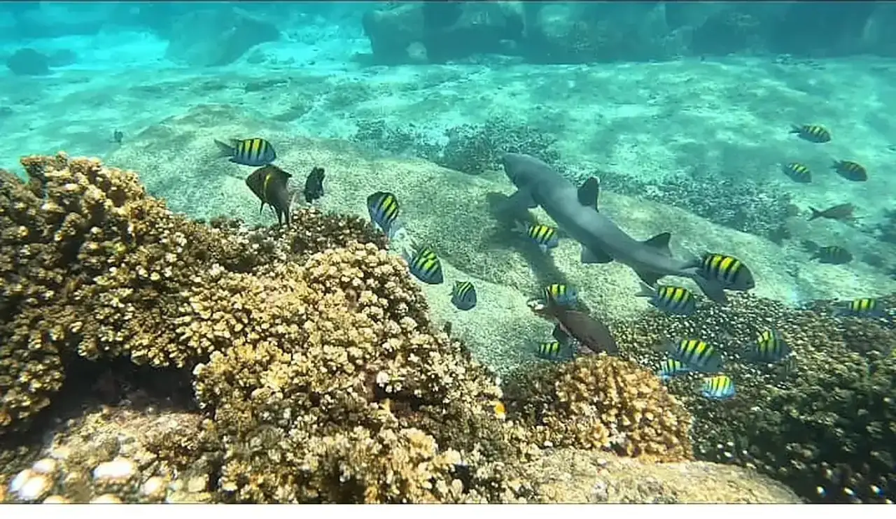 A whitetip reef shark cruising past coral surrounded by sergeant major fish in Coiba