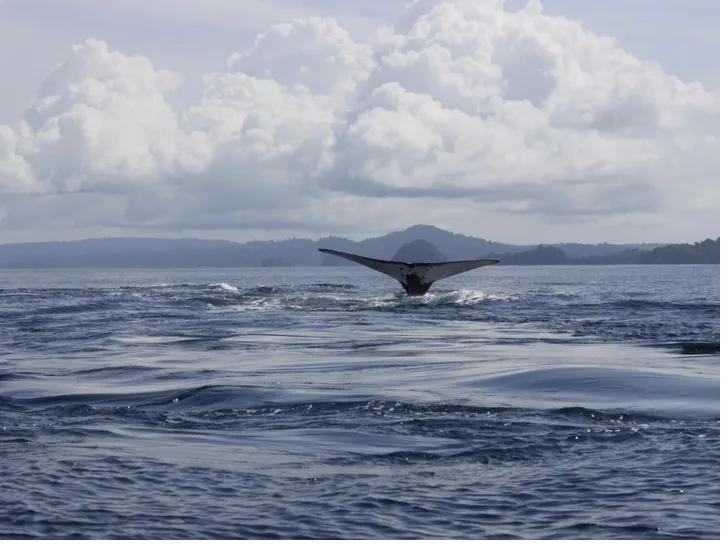 Humpback whale tail (fluke) above the water in Panama