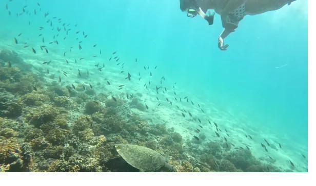 Snorkeler in the clear turquoise water of Coiba, Panama