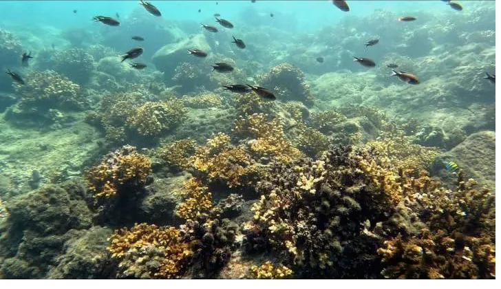 Crystal-clear water of Coiba National Park, Panama