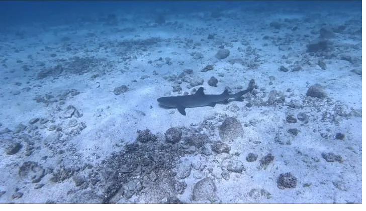 Swimming with sharks in Coiba