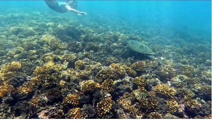 Tropical fish over the reef in Coiba National Park