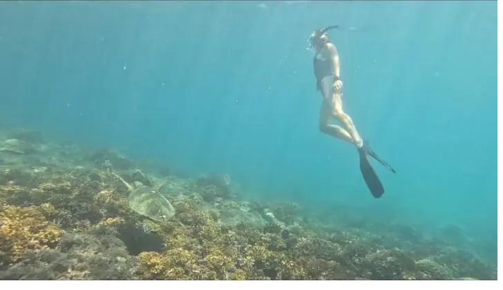 A snorkeler enjoying calm water above a turtle in Coiba, Panama