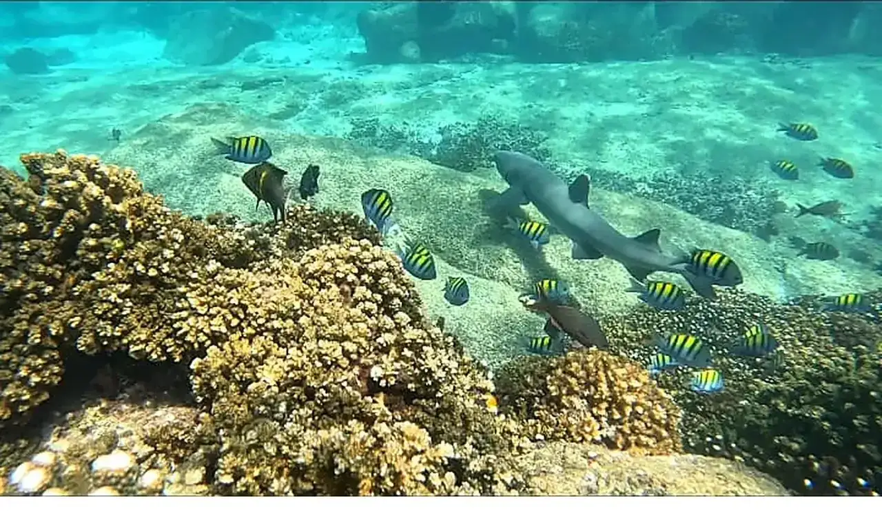 A whitetip reef shark swims over the coral reef among sergeant major fish in Coiba National Park