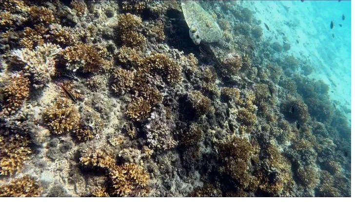 Coral reef snorkeling near Santa Catalina, Panama