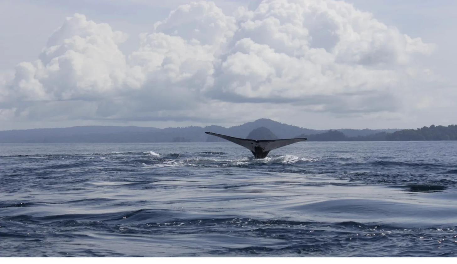 A humpback whale in the Pacific waters of Panama during the July–October season