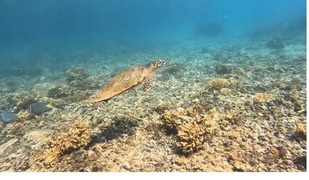A hawksbill turtle gliding over the reef