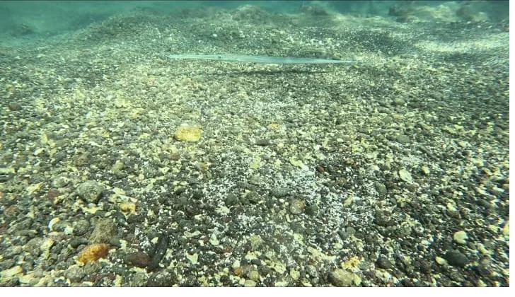 The sandy seabed and reef of Coiba National Park seen while snorkeling in clear Pacific water