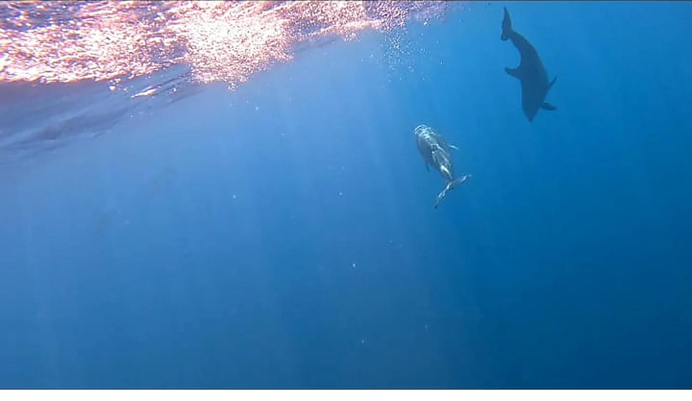 Wild dolphins underwater near Coiba