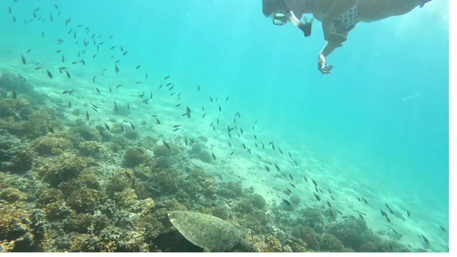 Snorkeling over Coiba's reef — a sea turtle and schooling fish