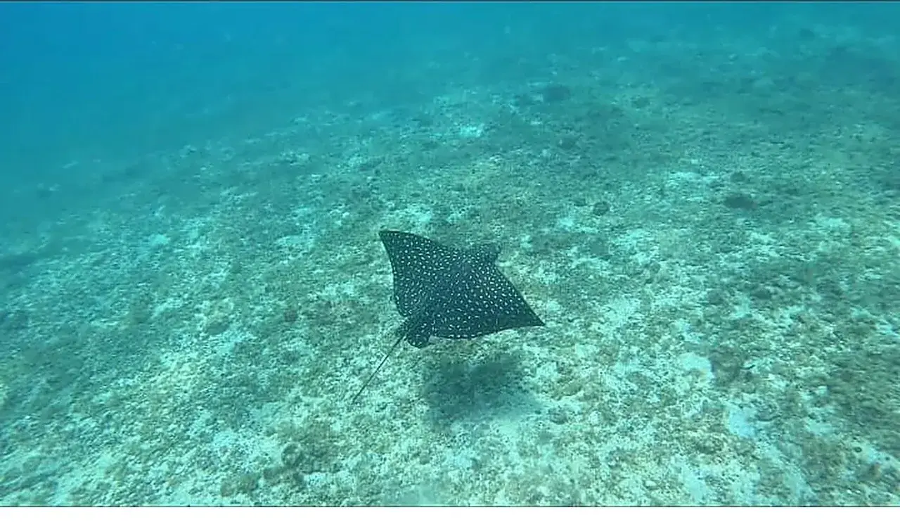 A spotted eagle ray swims over the sandy bottom in clear water in Coiba National Park